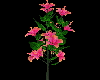 Pink Hibiscus Flowers