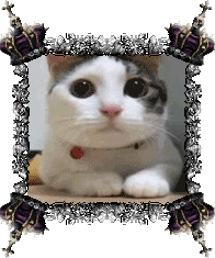 sticker_32310918_47497923
