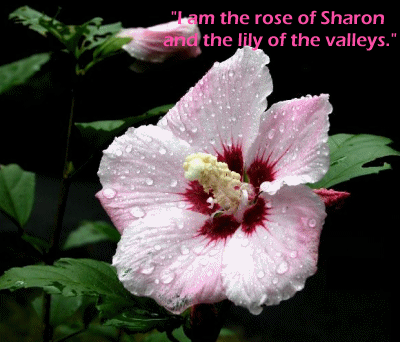 sticker_11359521_15192595