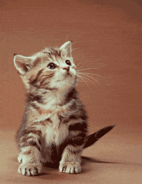 sticker_12417504_28462632