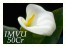 sticker_19895303_36946311