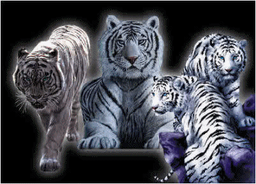 sticker_20021762_47597292