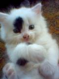 sticker_12517070_30540561