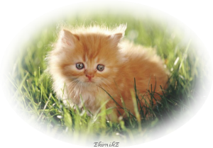 sticker_29559036_39985342