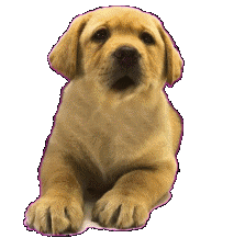 sticker_22882281_44454456
