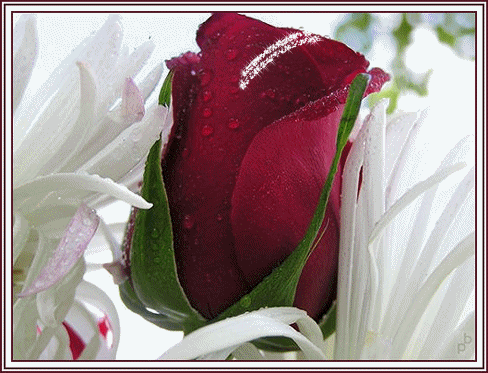 sticker_25613193_42623457