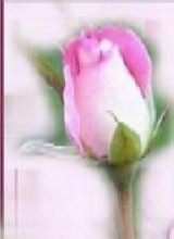 sticker_17307852_31129007