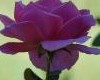 sticker_28941052_46384322