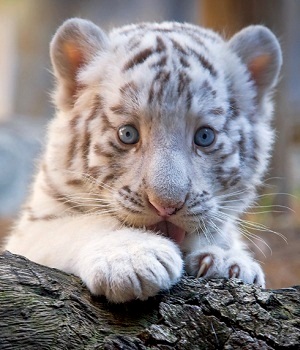 sticker_36301823_56