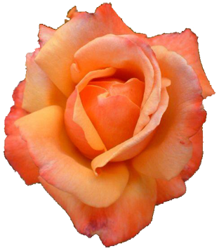 sticker_21033724_38341611
