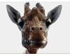 sticker_23596760_34366153