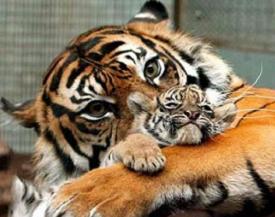 sticker_33121396_45981378