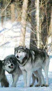 sticker_12417504_22828400