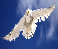 sticker_29732997_41400875