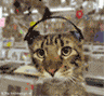 sticker_12743188_15950753