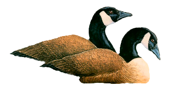 sticker_1556651_45360999