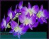 sticker_16418472_42391946