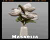 *Magnolia