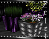 Violet Nights Plant V2