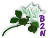 B2N-Green Rose