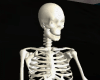 Sitting Skeleton Deco