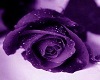 purple rose club