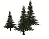 🌲tree pine