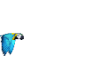 F: Tropical Parrot Fly