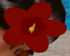 red hibiscus flower