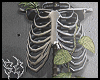 5C SKELETON PLANT