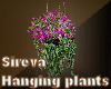 Sireva Hanging Plants 