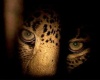 Leopard Hammock