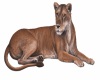 Lioness Wall Decall