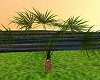 [V] Palm Plant