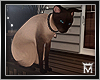 May♥Siamese Cat