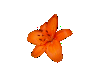 Sml Orange Lily 2 Side