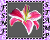 Pink Lilly Biggie Stamp