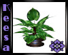 Potted Plant Varigated
