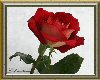 Rose framed