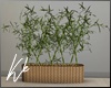 [kk] Modern Bamboo Plant