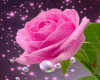 #n# pink rose drop2