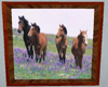 Horses field of flowers