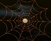Spider web/ Fire