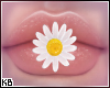 White Lip Daisy