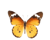 *PA* Butterfly 2