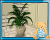 Nursery Palm Plant