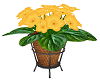 Pot Yellows Flower