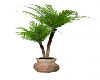 Gig-Oasis Potted Palm
