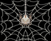 Spider web II