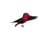 HW: Red Bird